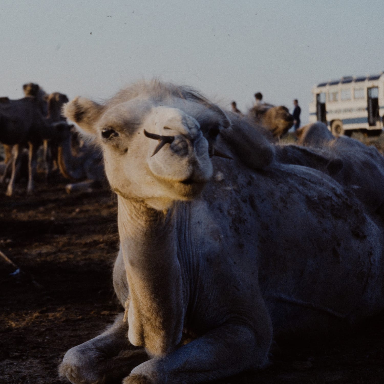 Sammlung — 06: Mongolei